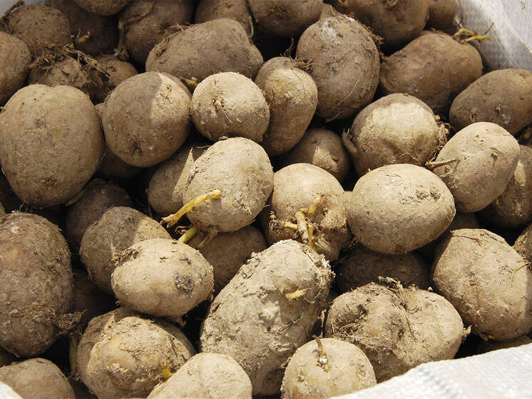 Сто рублей за кило картошки: почему &laquo;второй хлеб&raquo; дорожает рекордными темпами